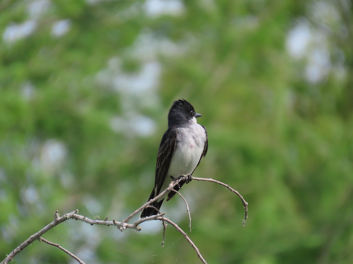 Eastern Kingbird - Darcy Juday