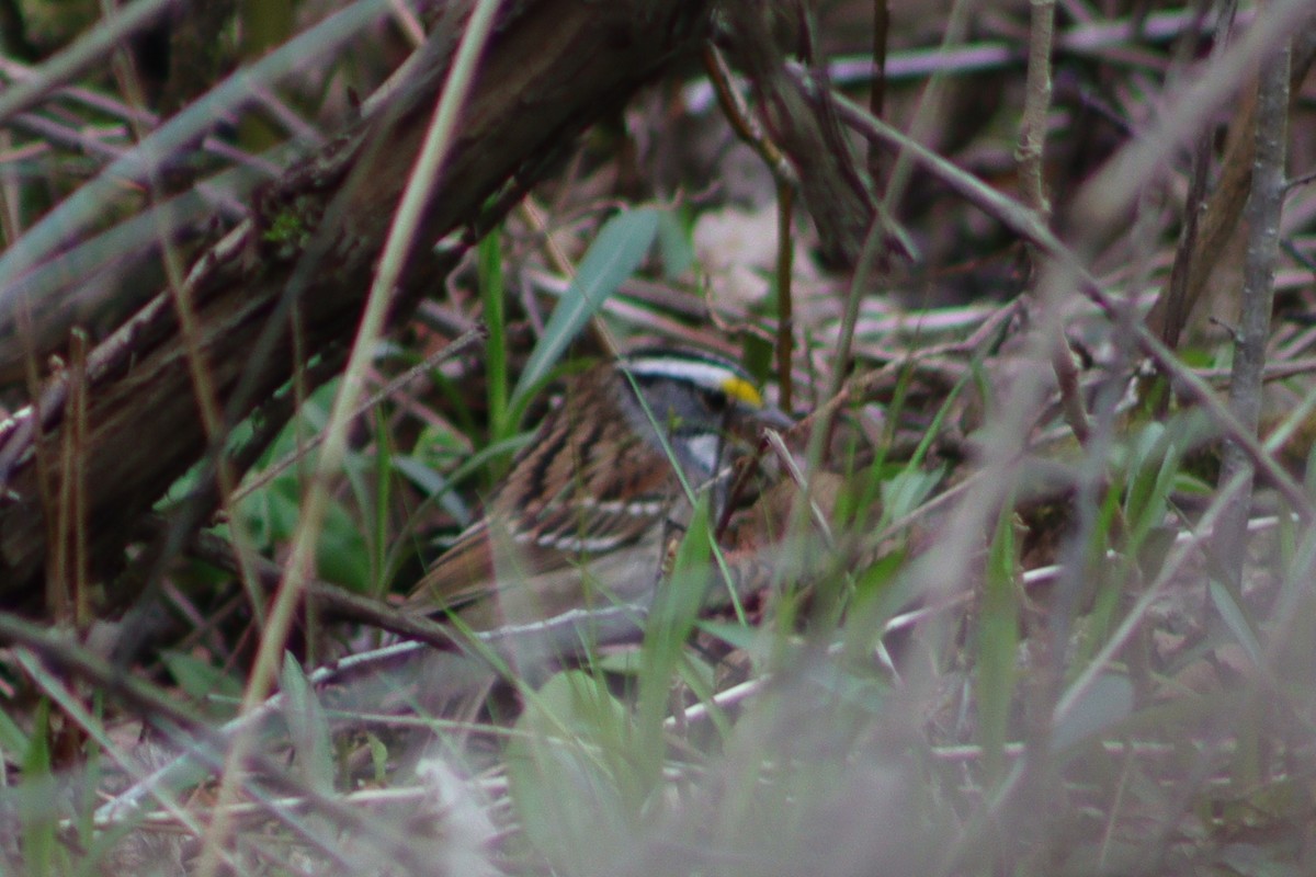 White-throated Sparrow - Susanne Williams