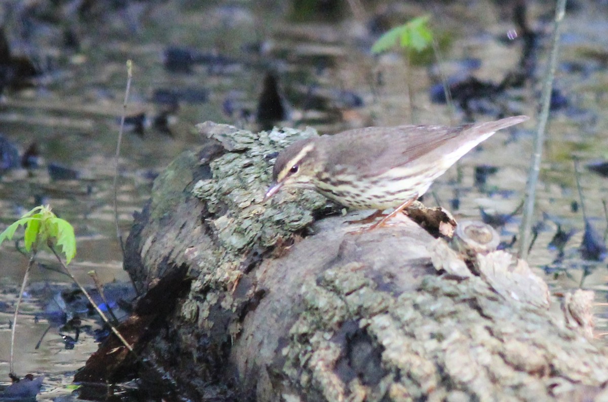 Northern Waterthrush - Anthony  Popiel