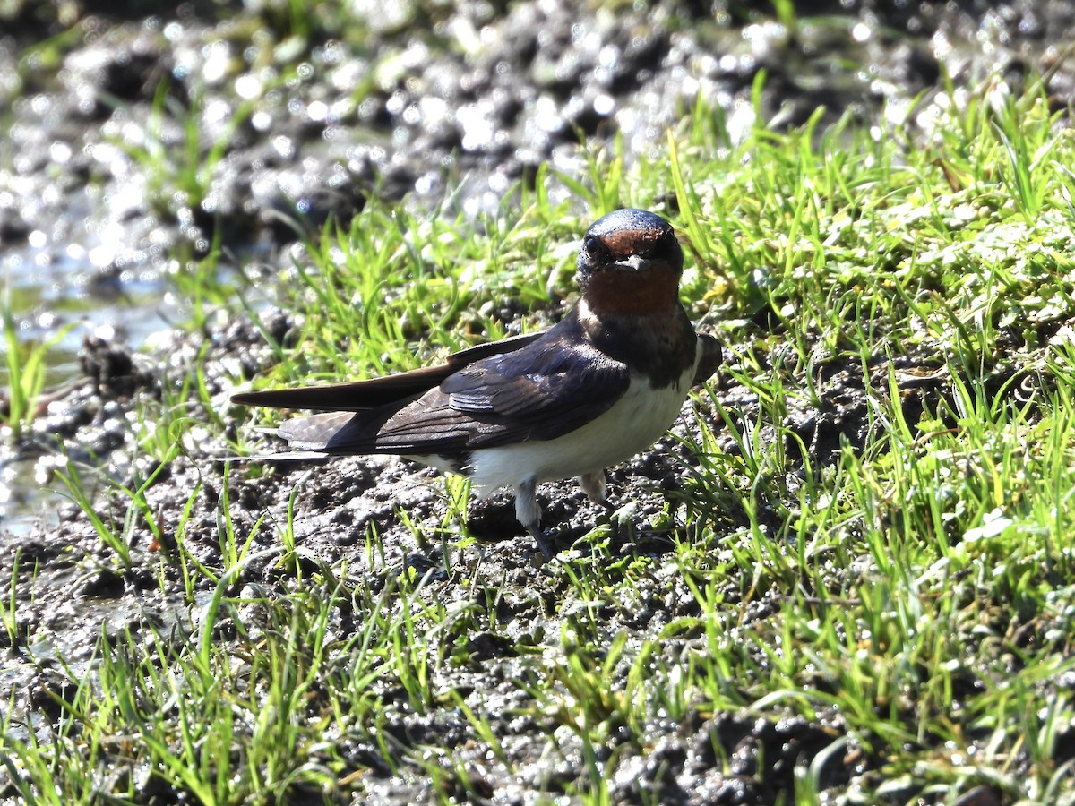 Barn Swallow - Elizabeth Irwin