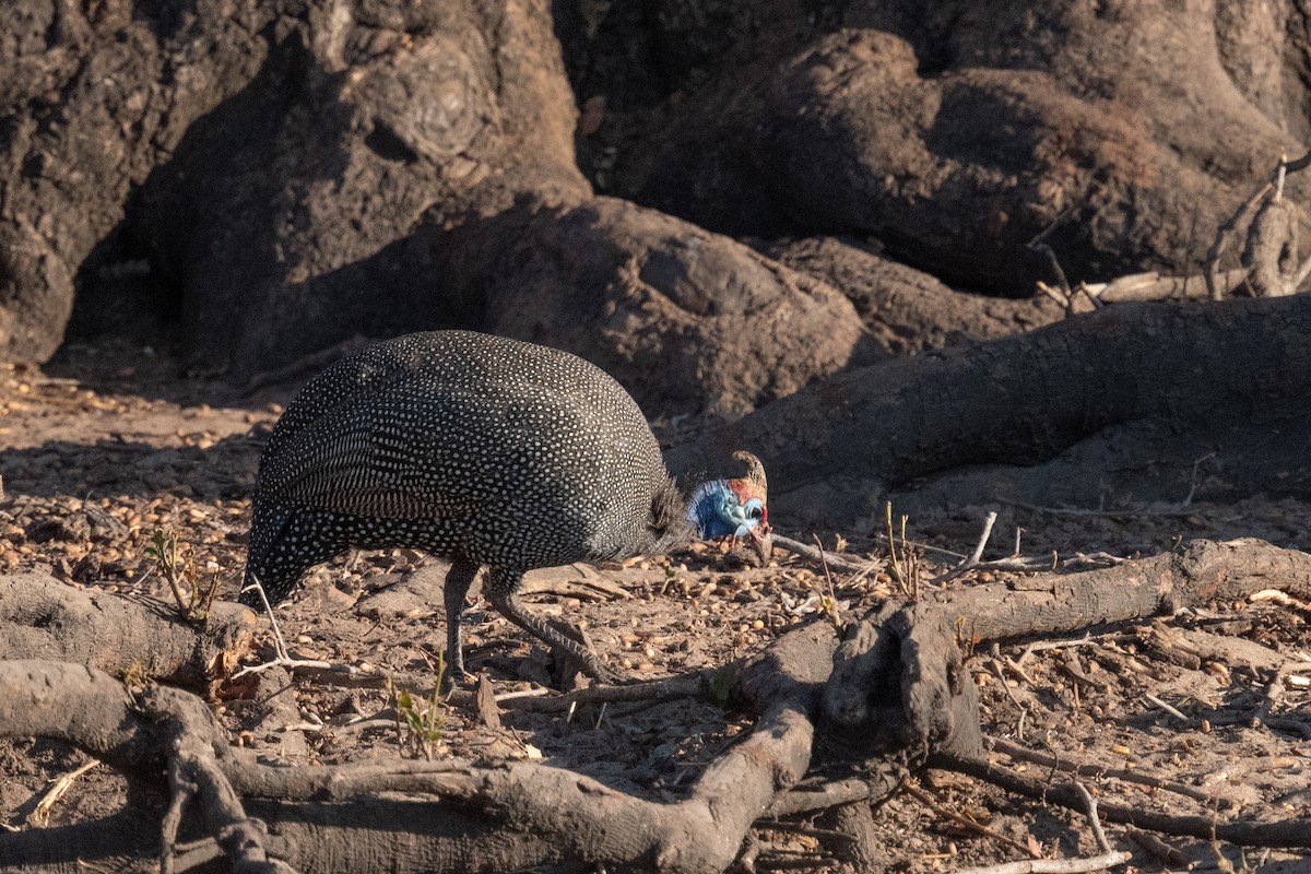 Helmeted Guineafowl - Ross Bartholomew