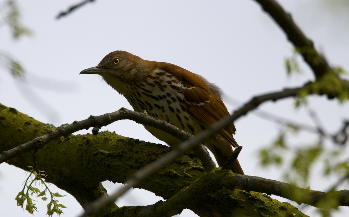 Brown Thrasher - Jennifer Slauenwhite