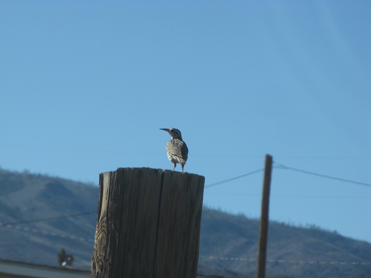 Western Meadowlark - ML618240228