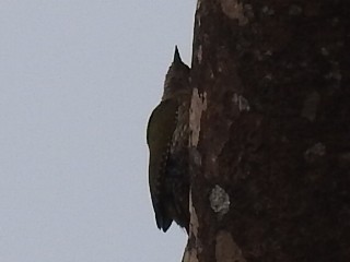 Streak-throated Woodpecker - Anonymous