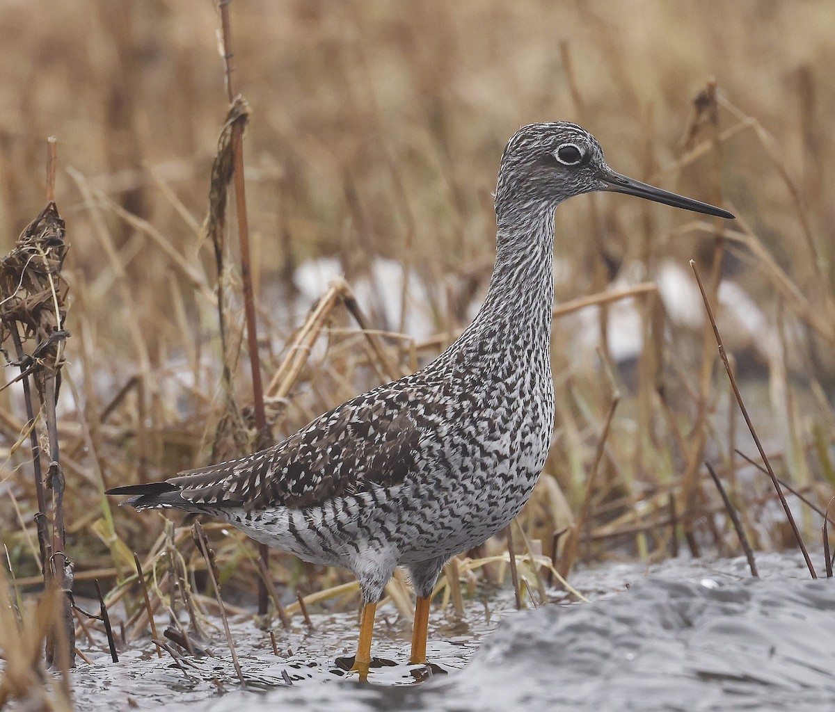 Greater Yellowlegs - ML618240242