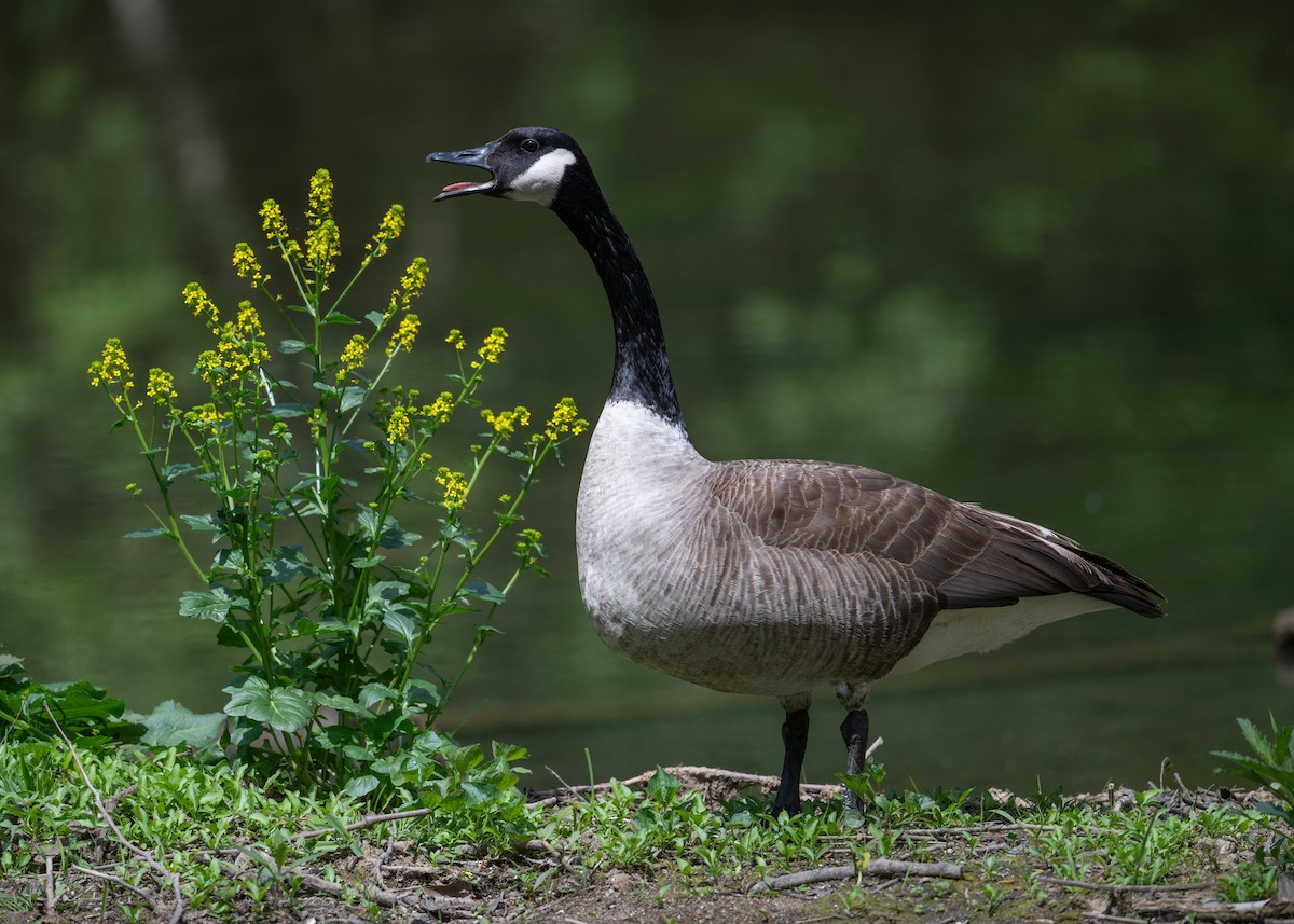 Canada Goose - Sheila and Ed Bremer