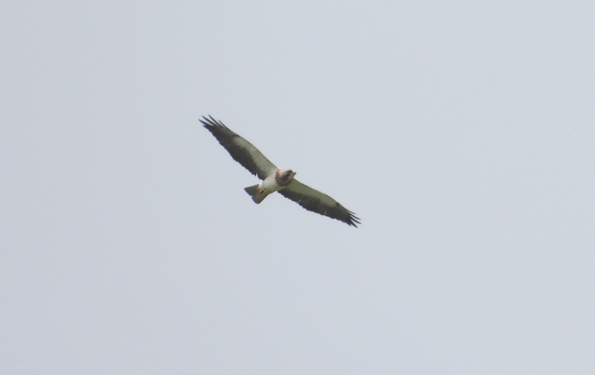 Swainson's Hawk - Valentina Roumi