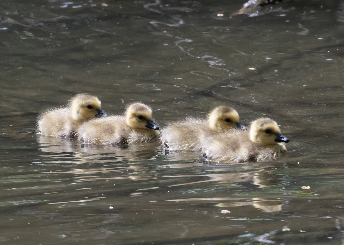 Canada Goose - Sheila and Ed Bremer