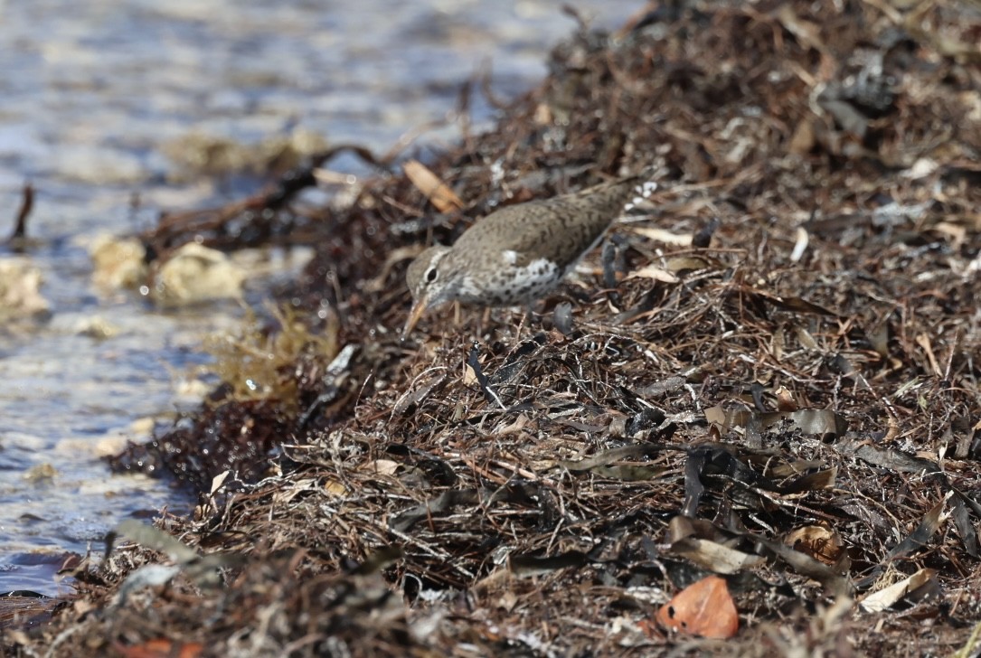 Spotted Sandpiper - Kevin Sarsfield