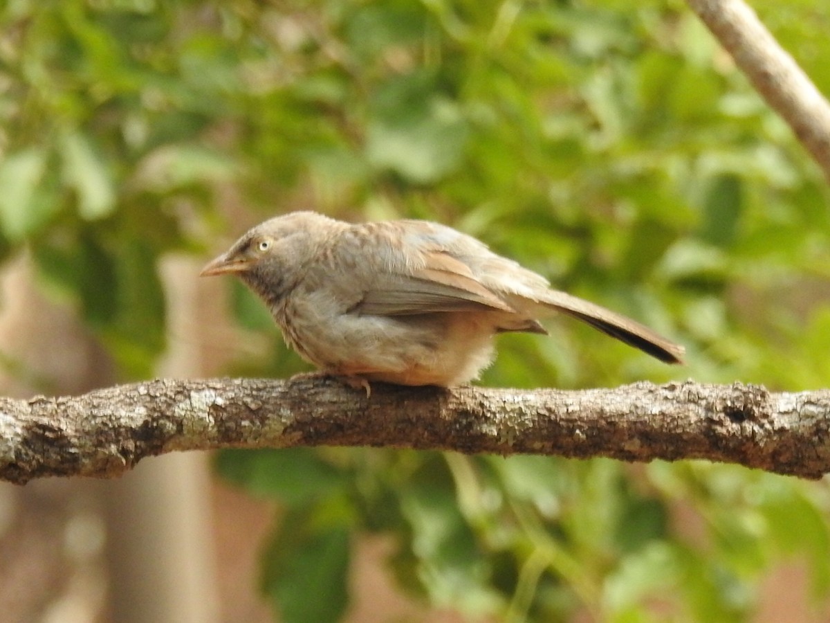 Yellow-billed Babbler - Anonymous