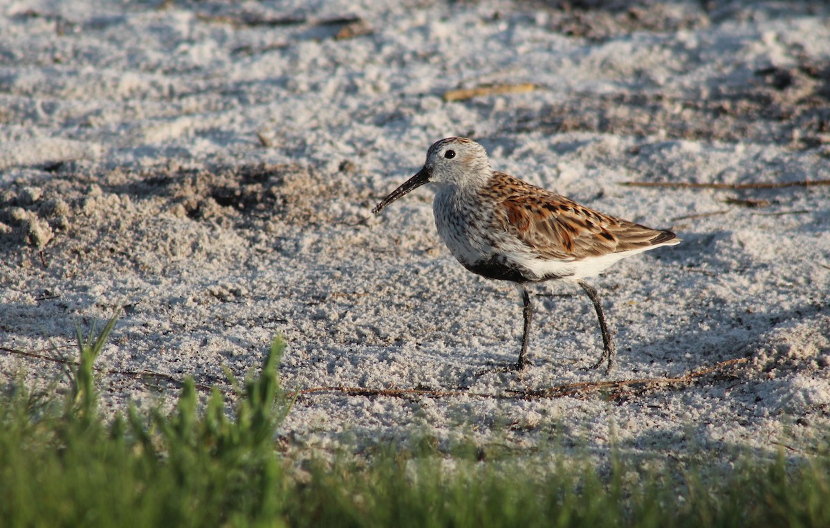 Dunlin - Leslie W