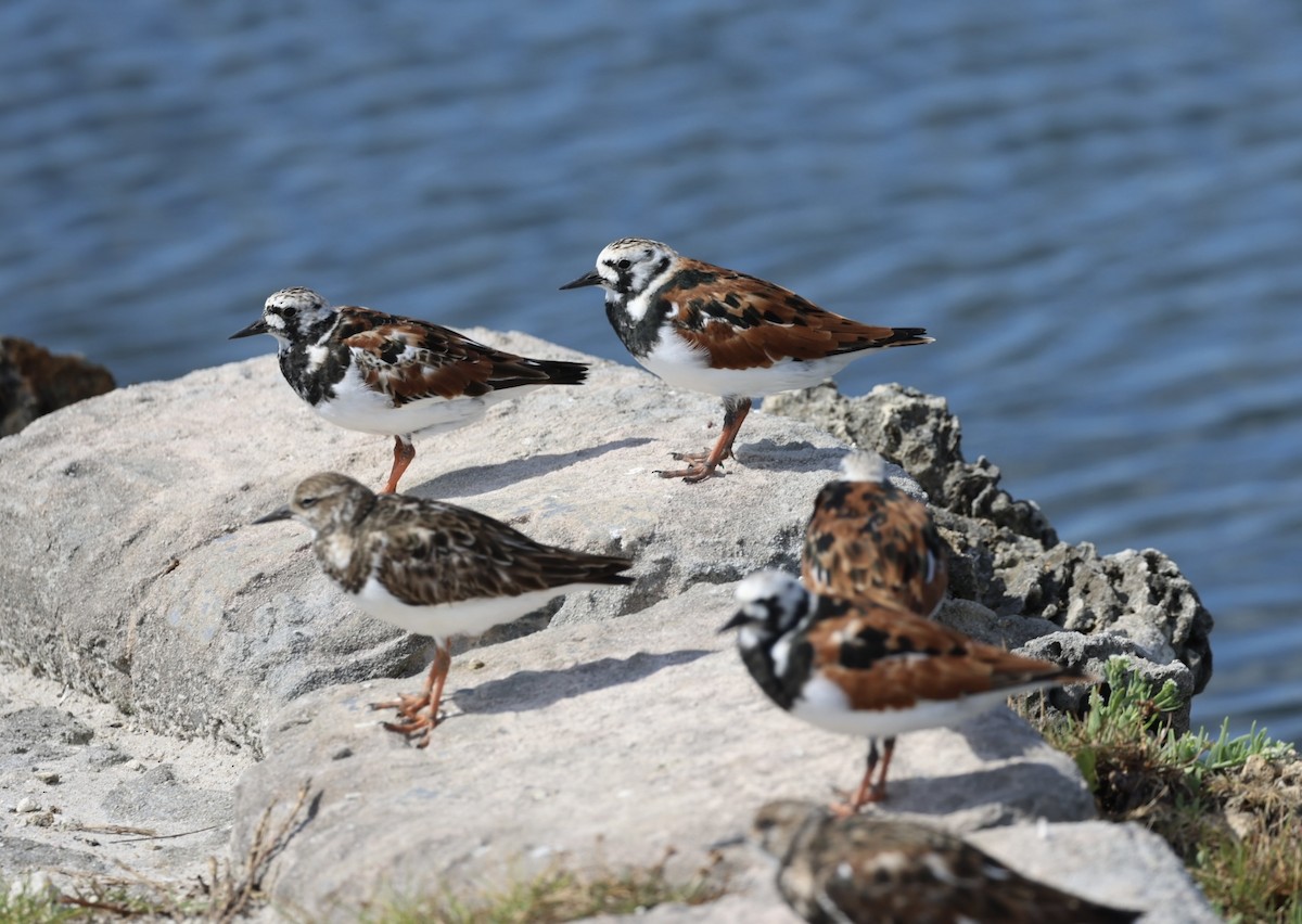 Ruddy Turnstone - Kevin Sarsfield