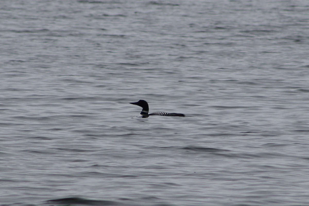 Common Loon - Susanne Williams