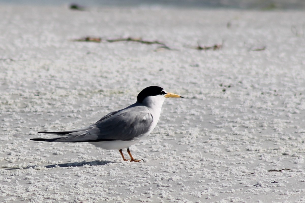 Least Tern - Leslie W