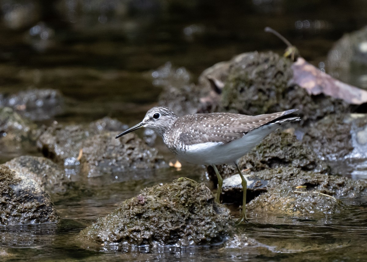 Solitary Sandpiper - Sheila and Ed Bremer