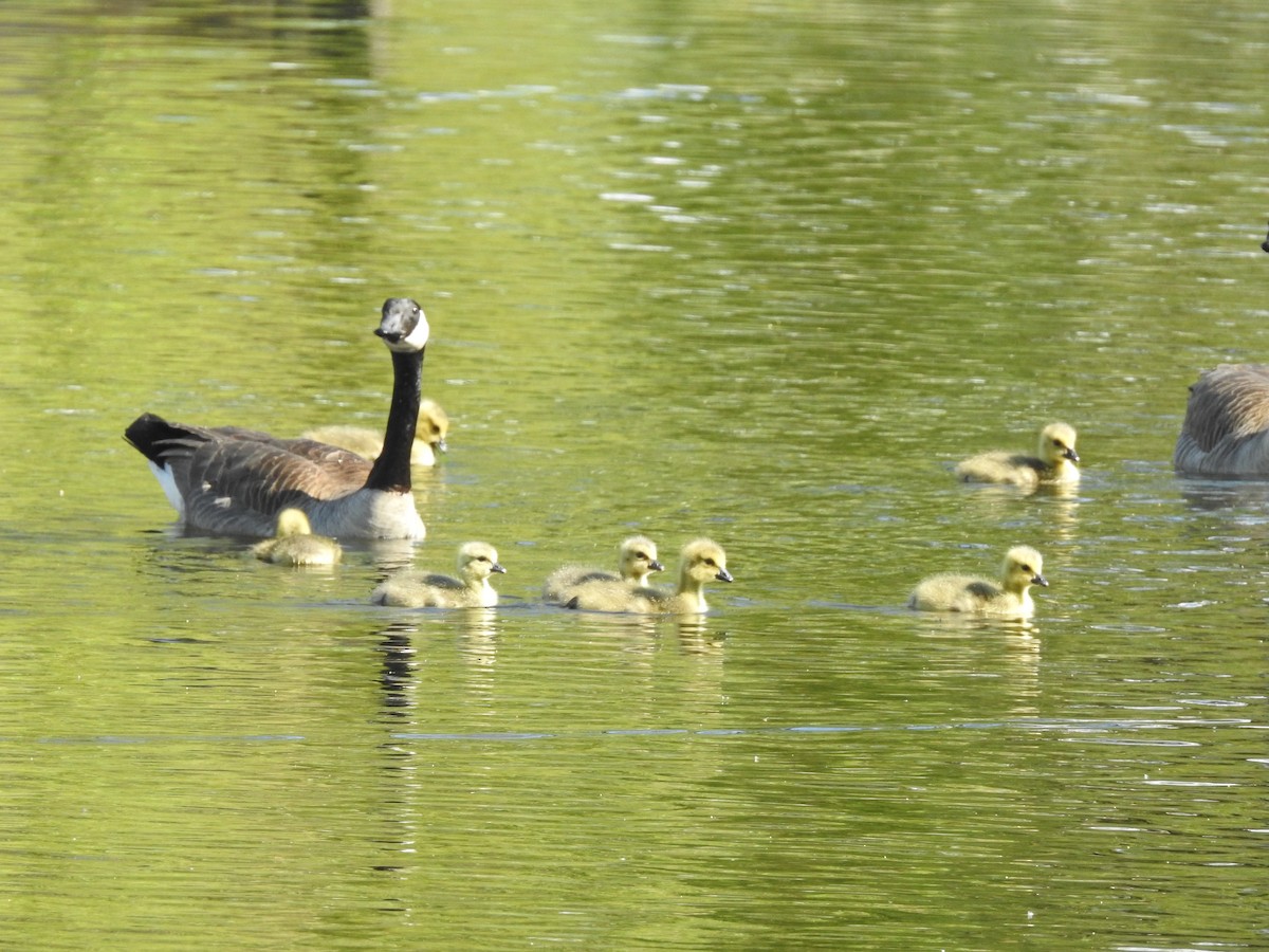 Canada Goose - Peter Erickson