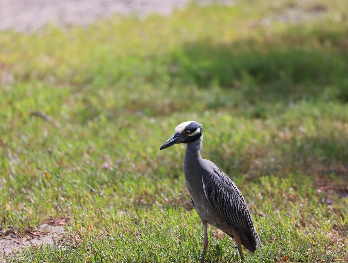 Yellow-crowned Night Heron - Kevin Sarsfield