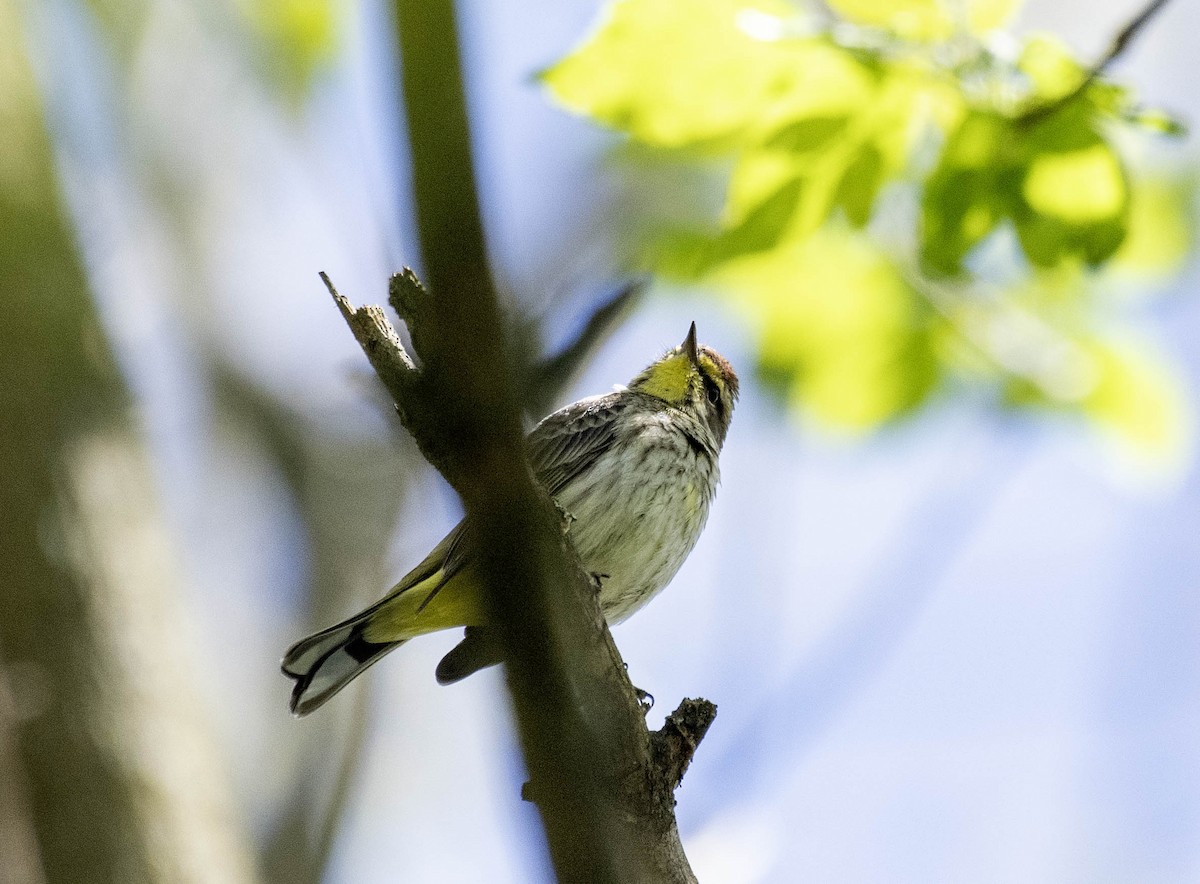 Palm Warbler - Estela Quintero-Weldon