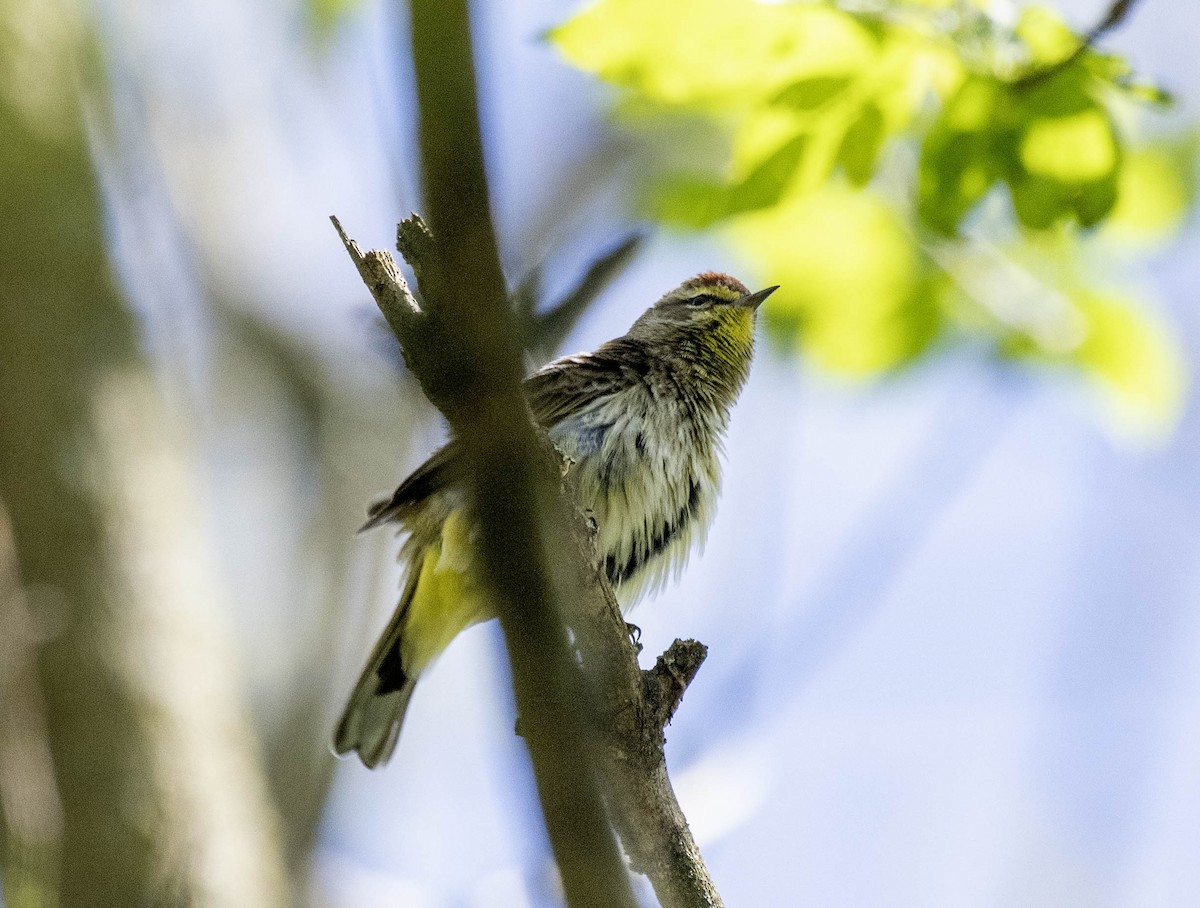 Palm Warbler - Estela Quintero-Weldon