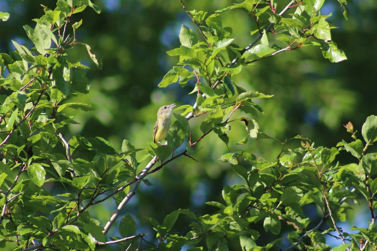 Bell's Vireo - ML618240366