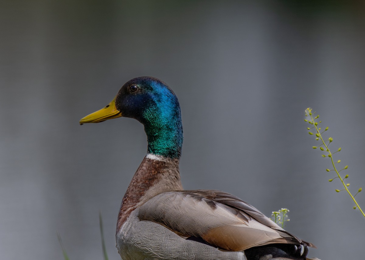 Mallard - Sheila and Ed Bremer