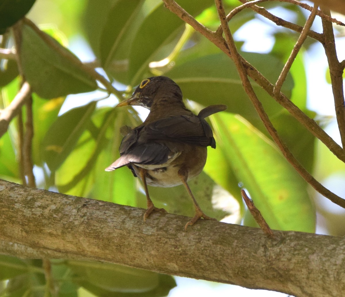 White-throated Thrush - Zuly Escobedo / Osberto Pineda