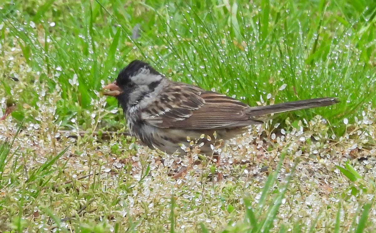 Harris's Sparrow - Jean Iron