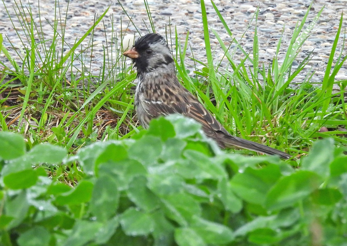 Harris's Sparrow - Jean Iron