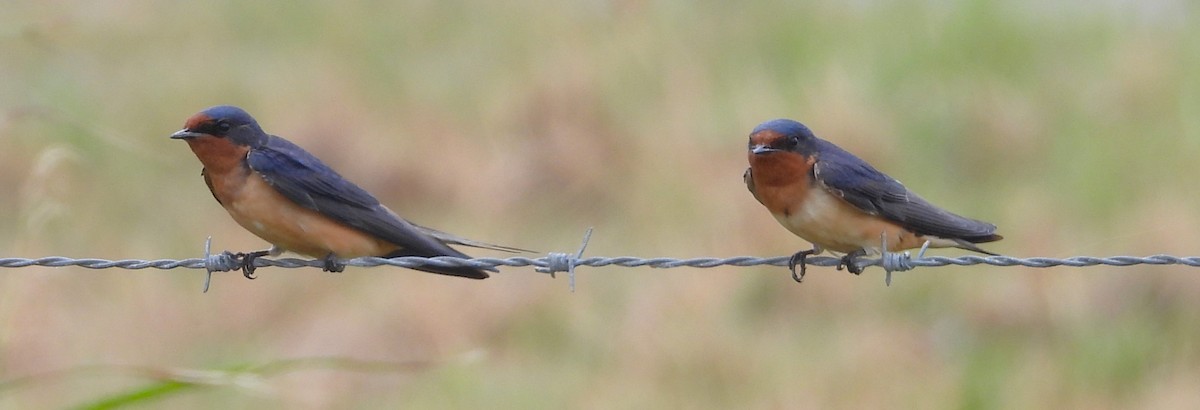 Barn Swallow - ML618240470