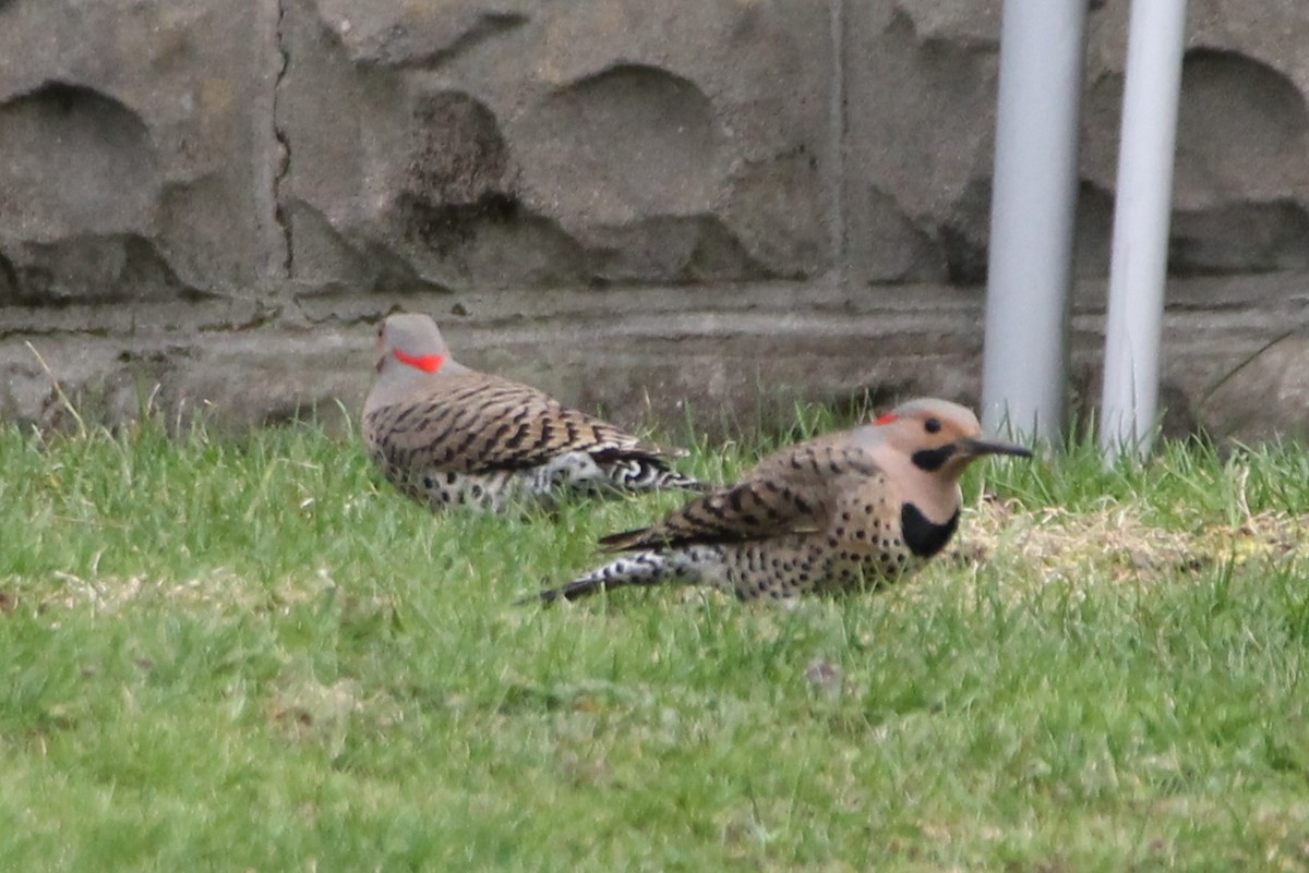 Northern Flicker - Martha Huestis