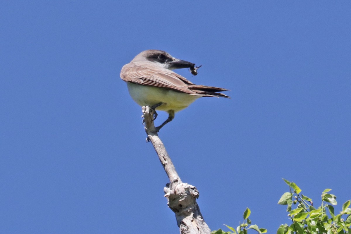 Thick-billed Kingbird - Richard Fray