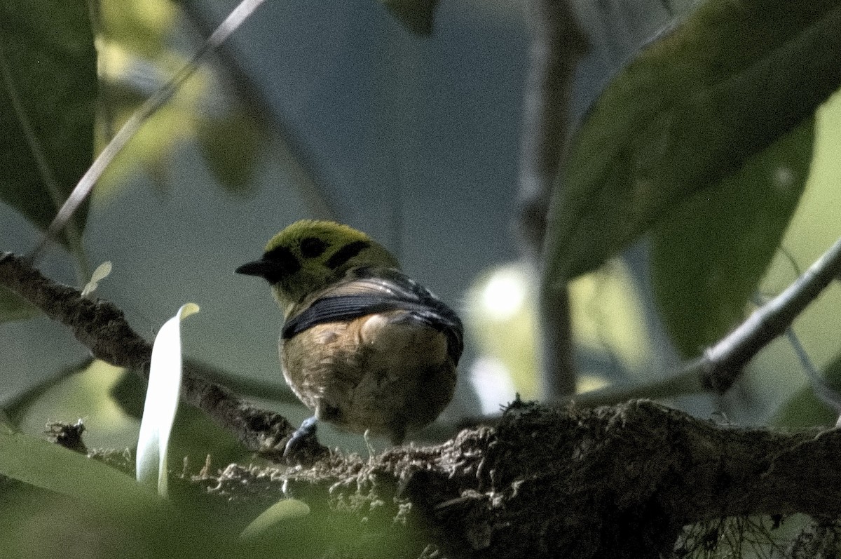 Emerald Tanager - Kevin Thompson