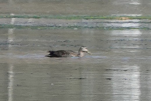 Mallard x Mexican Duck (hybrid) - Diana Spangler