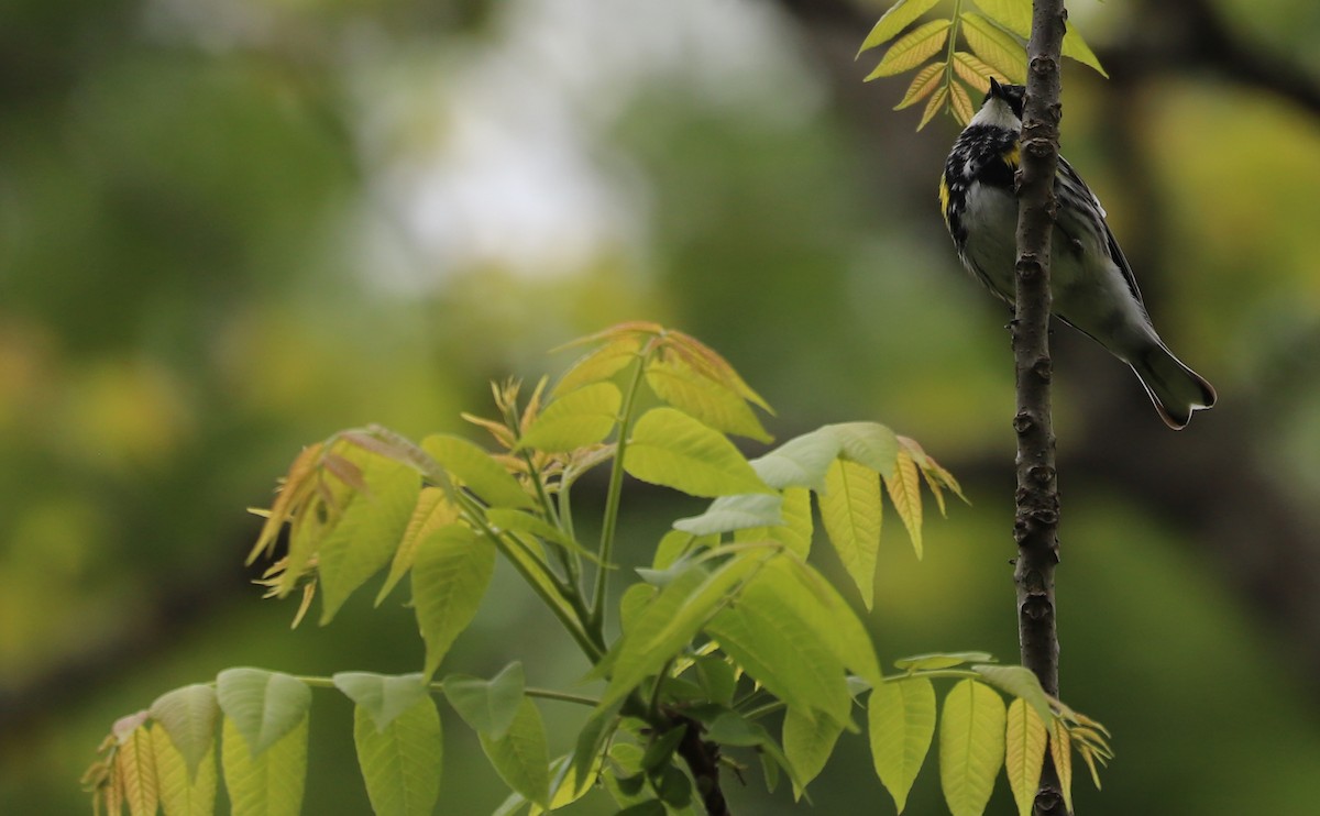 Yellow-rumped Warbler (Myrtle) - Rob Bielawski