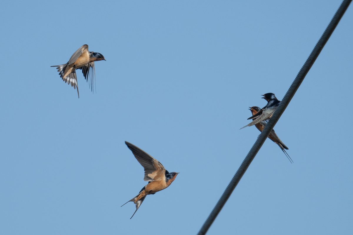 Barn Swallow - Steve Pearl