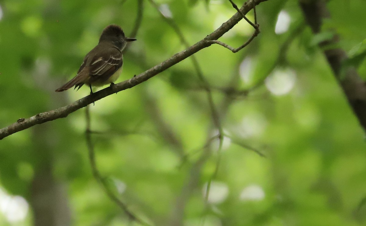 Great Crested Flycatcher - ML618240515