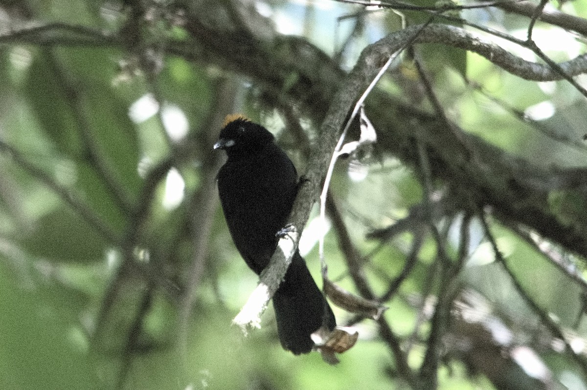 Tawny-crested Tanager - Kevin Thompson