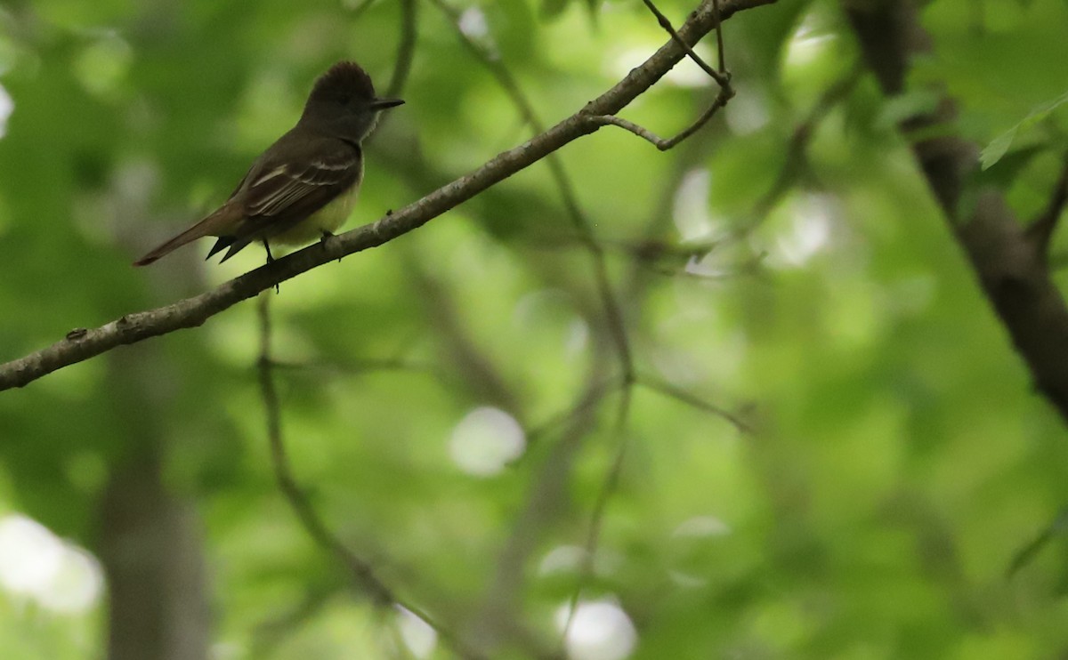 Great Crested Flycatcher - ML618240520