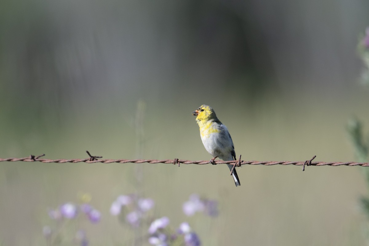 American Goldfinch - Steve Pearl