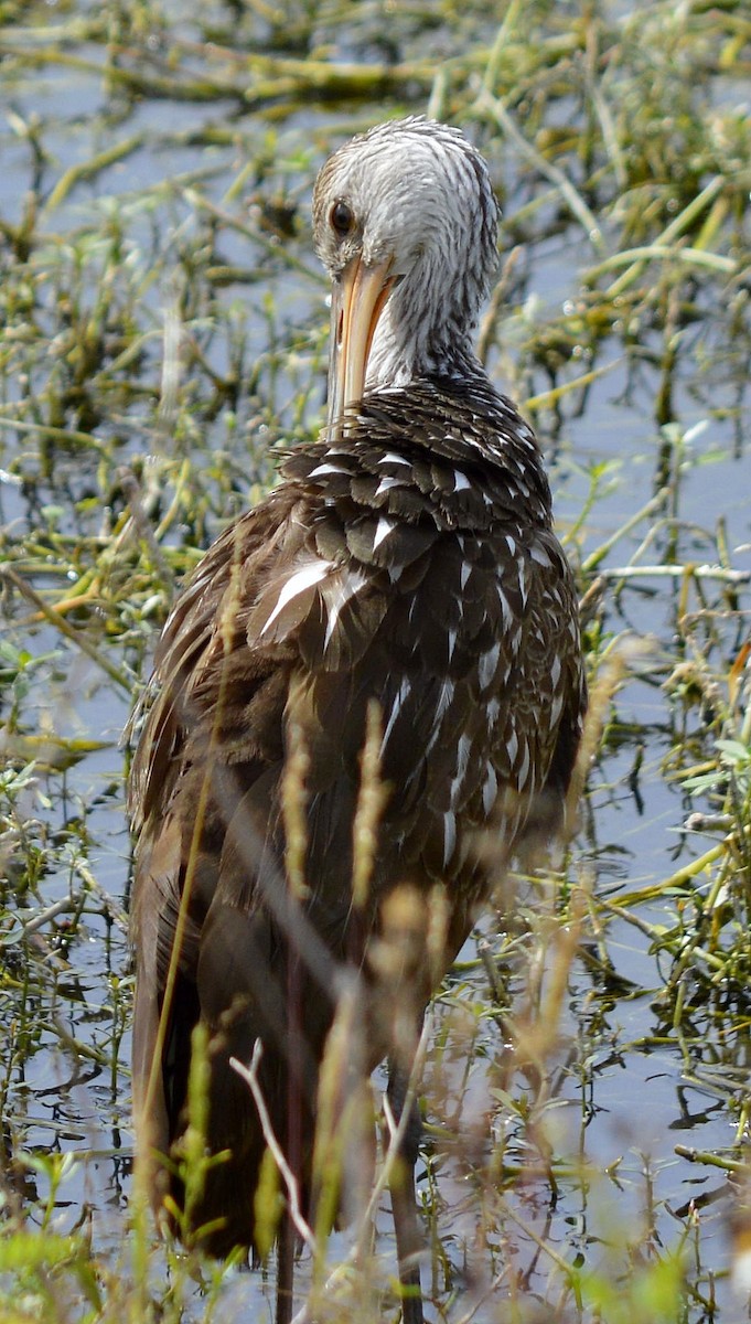 Limpkin - Glenn Purvis