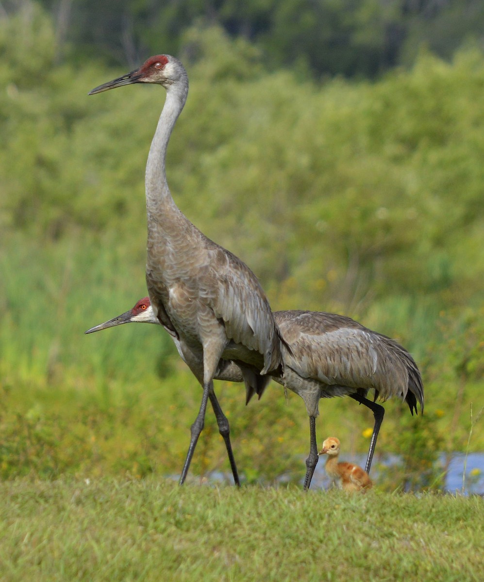 Sandhill Crane - Glenn Purvis