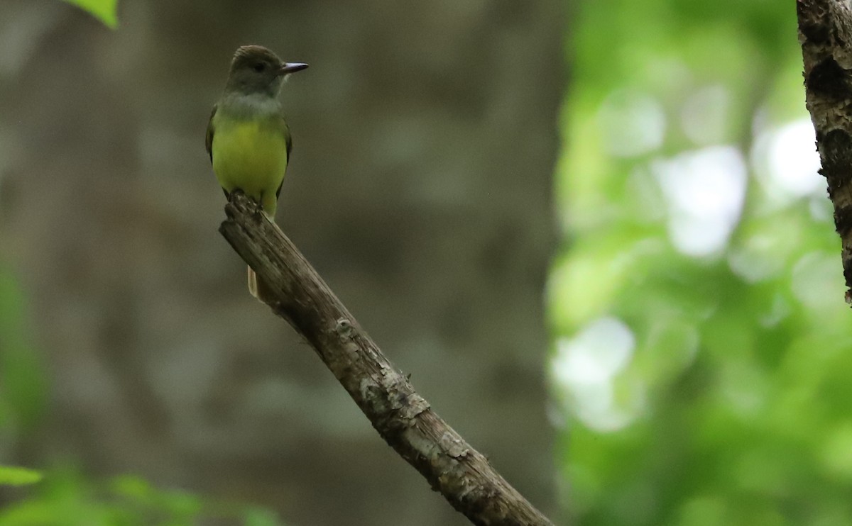 Great Crested Flycatcher - ML618240535