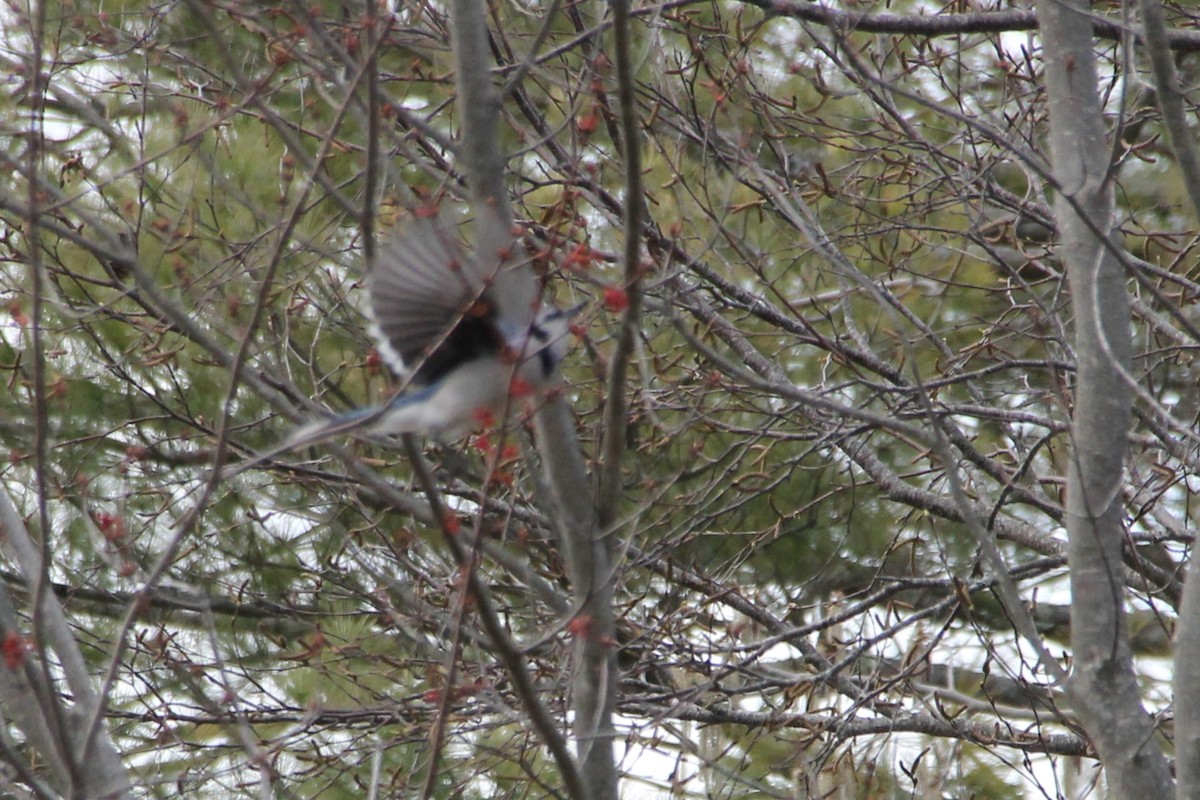 Blue Jay - Martha Huestis