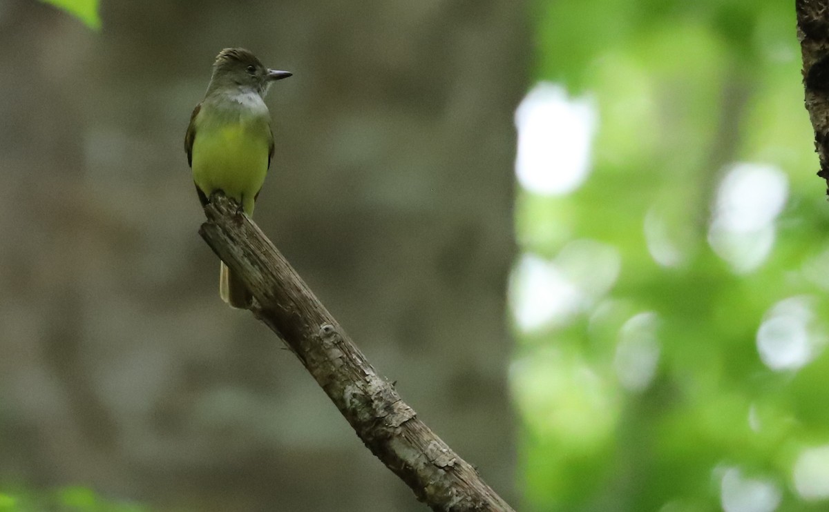 Great Crested Flycatcher - ML618240540