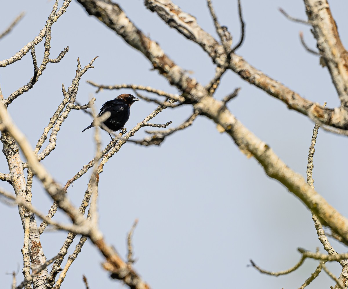 Brown-headed Cowbird - Ken Miracle