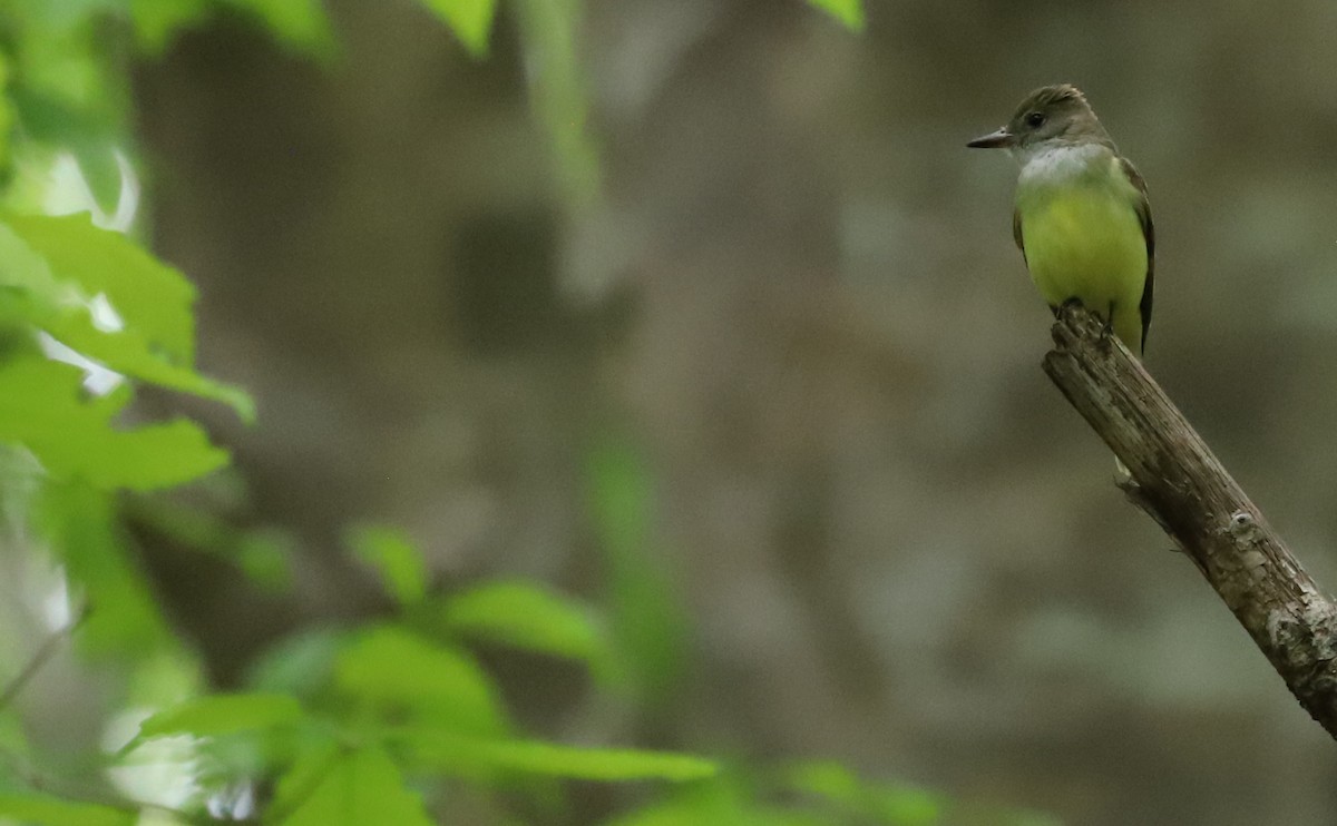Great Crested Flycatcher - ML618240556