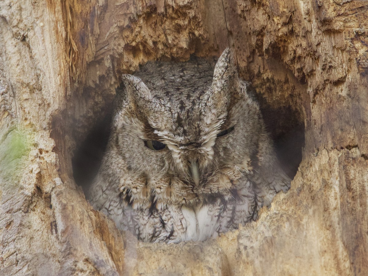 Eastern Screech-Owl - Dave Prentice