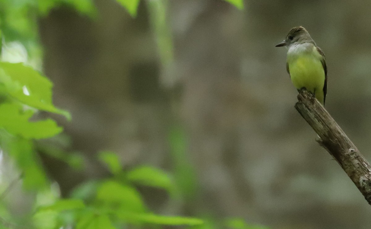 Great Crested Flycatcher - ML618240562