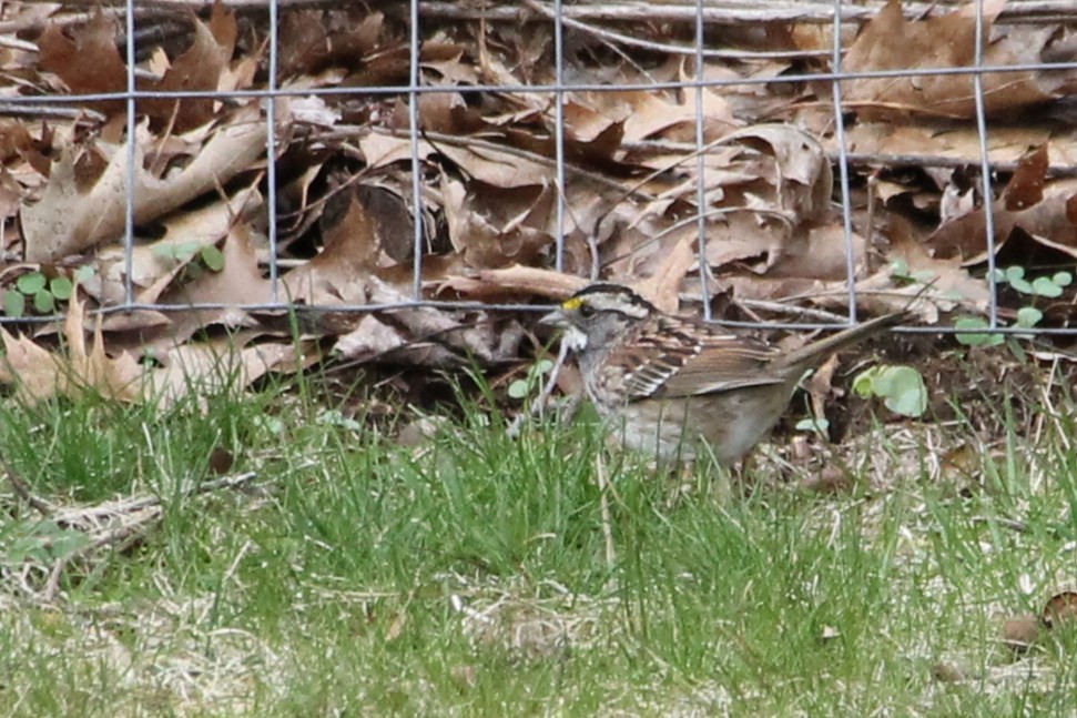White-throated Sparrow - Martha Huestis