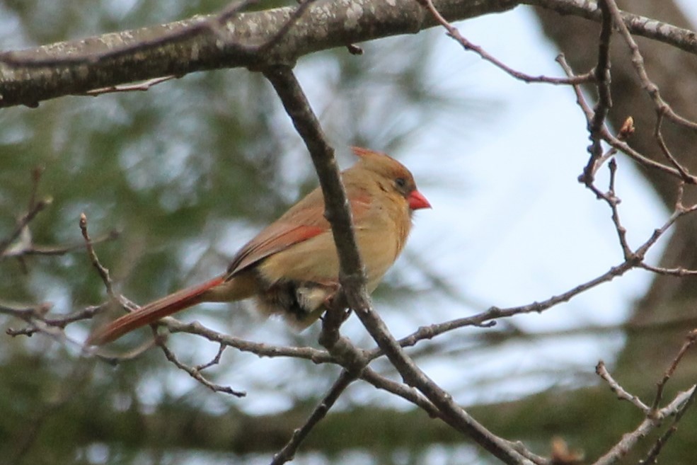 Northern Cardinal - Martha Huestis